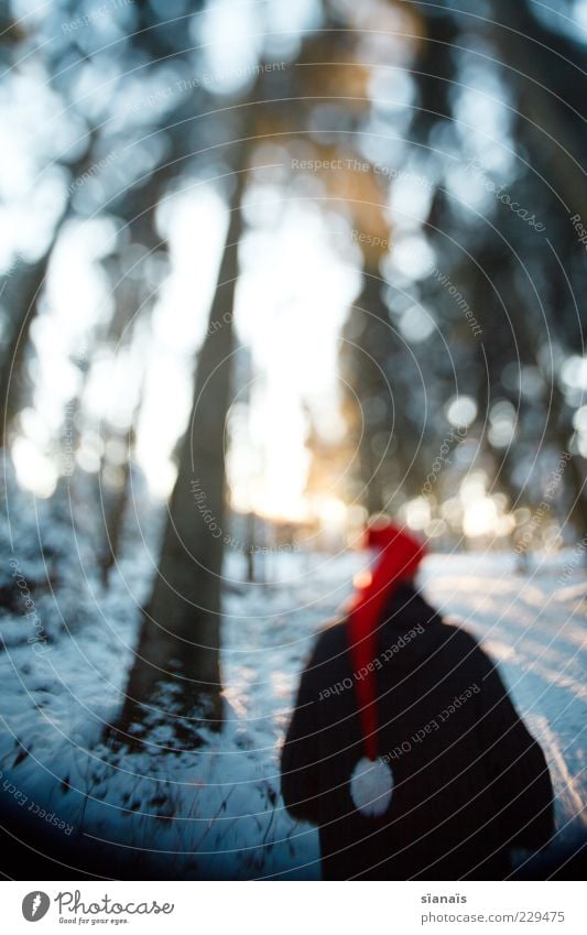 ein froodlein steht im walde Winter Mann Erwachsene Rücken Natur Landschaft Baum Wald Wege & Pfade Mütze dunkel kalt geheimnisvoll Perspektive Baumstamm