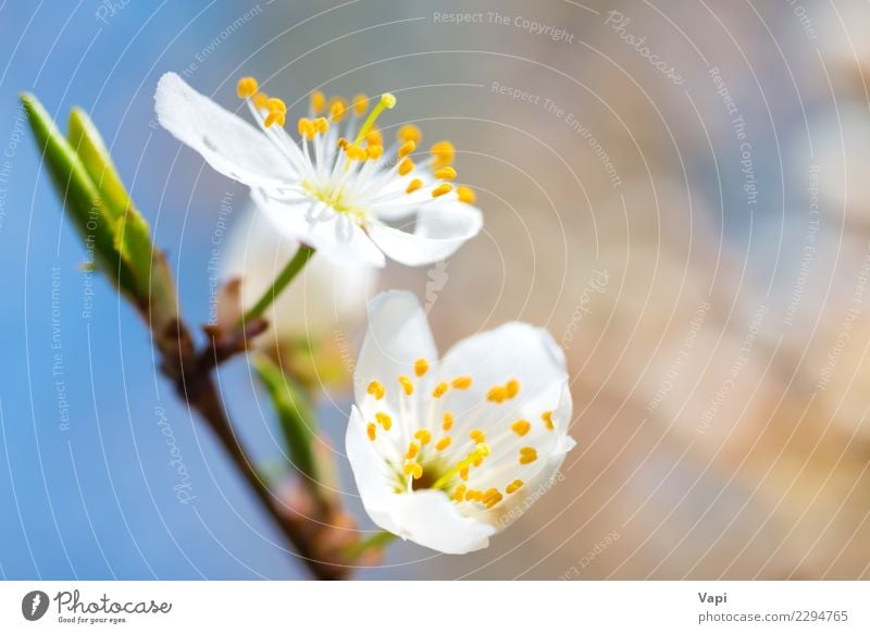 Blühender weißer Frühling des Frühlinges blüht auf einem Pflaumenbaum Apfel schön Garten Gartenarbeit Umwelt Natur Pflanze Luft Himmel Sonnenlicht Baum Blume