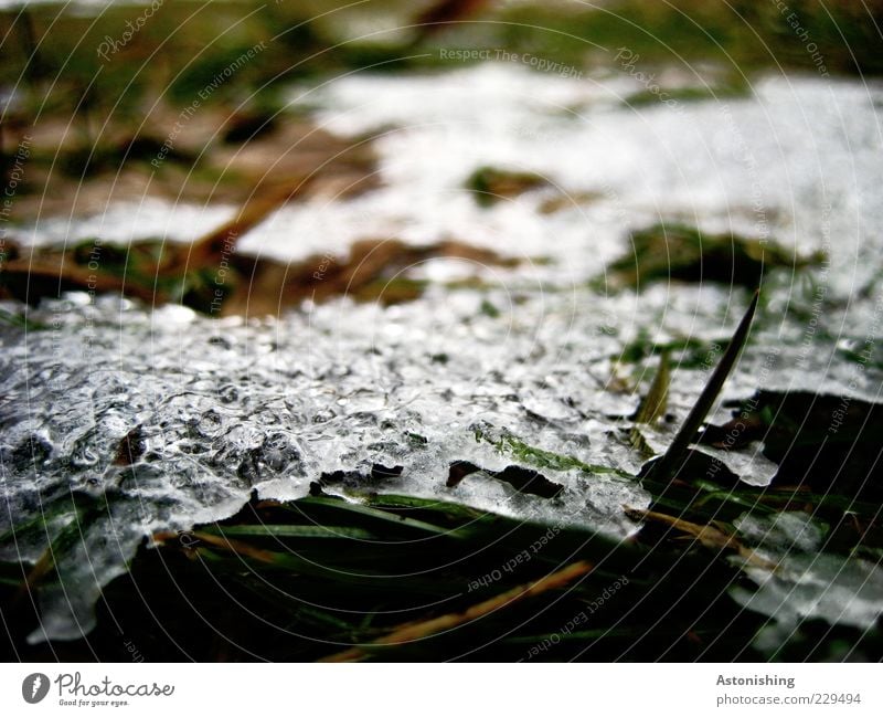 letzter Rest Umwelt Natur Pflanze Frühling Winter Eis Frost Schnee Gras Wiese kalt grün schwarz weiß gefroren Halm Unschärfe Tau Eisschicht schmelzen Farbfoto