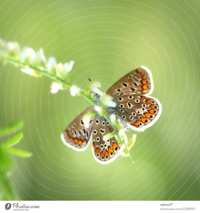 kleiner Genießer Umwelt Natur Sommer Schönes Wetter Blume Blatt Blüte Wildpflanze Steinklee Klee Tier Schmetterling Flügel Insekt Bläulinge 1 Duft lecker schön