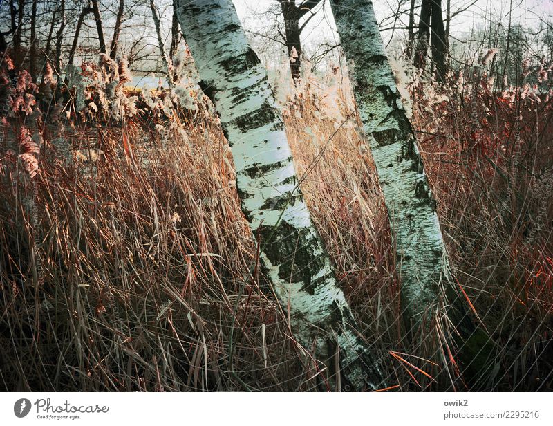Durch Dick und Dünn Umwelt Natur Landschaft Pflanze Schönes Wetter Birke Baumstamm Baumstruktur Birkenrinde Röhricht Halm Holz stehen Wachstum fest ruhig