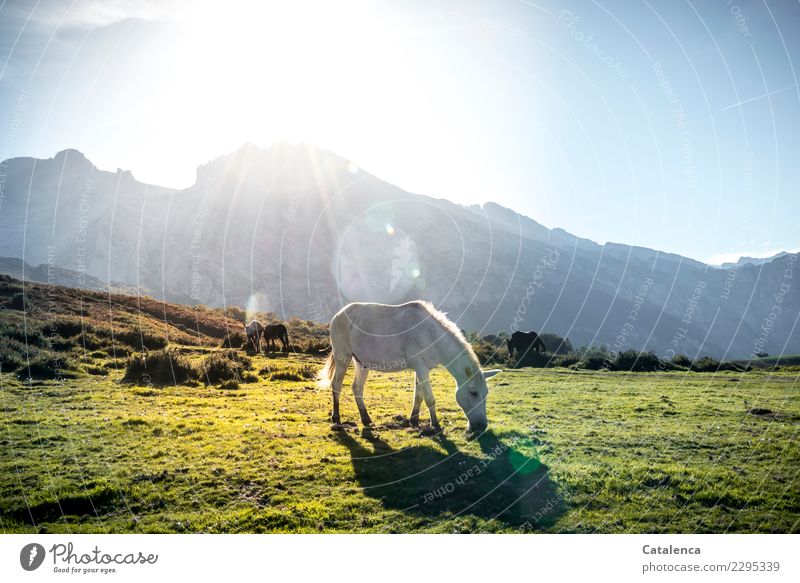 Sonnig, grasendes Pferd im Vordergrund, dahinter die Berge im Sonnenlicht Berge u. Gebirge wandern Landschaft Himmel Herbst Schönes Wetter Gras Wiese Felsen