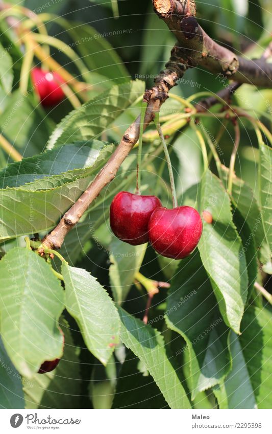 Kirschen Beeren Baum Zweig Blatt rot grün sauer süß Frucht Lebensmittel frisch reif Natur Gesunde Ernährung organisch saftig Makroaufnahme Dessert Obstgarten