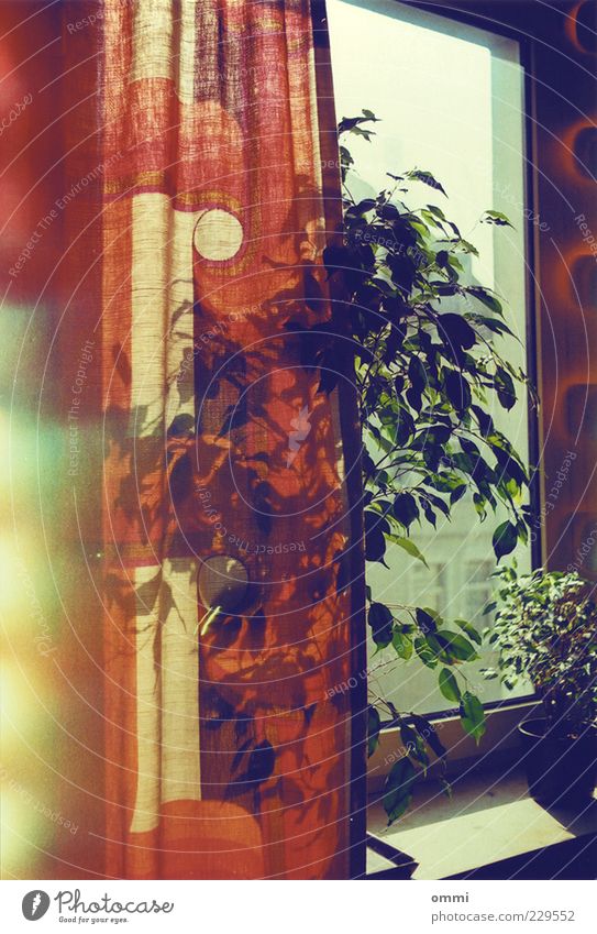 Vorhang & Fensterbankflora Wohnung Dekoration & Verzierung Fensterbrett Topfpflanze authentisch einfach Freundlichkeit hell Wärme gelb grün rot Zufriedenheit