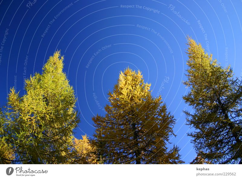 Goldener Herbst Umwelt Natur Pflanze Himmel Wolkenloser Himmel Schönes Wetter Baum Lärche Wald ästhetisch blau gelb grün Zufriedenheit Kraft schön Farbfoto