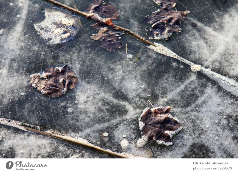 Im Eis des Sees eingefrorene Pflanzenteile Natur Wasser Winter Frost Blatt Seeufer Teich frieren warten kalt schön stagnierend Eisfläche Sauerstoff Schaum