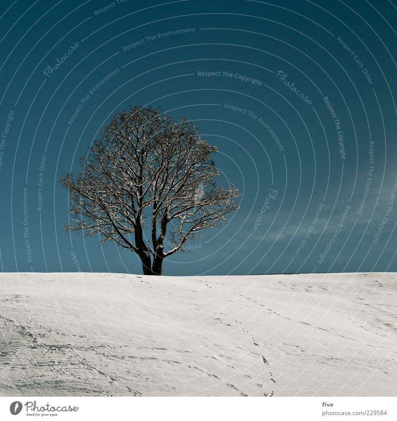 einsamkeit / nachträglicher beitrag Umwelt Natur Himmel Wolkenloser Himmel Winter Schönes Wetter Schnee Pflanze Baum Hügel alt kalt blau weiß Stimmung Kraft