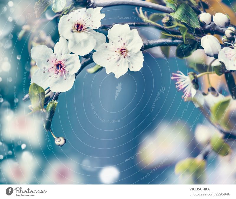 Nahaufnahme von Kirschblüten auf blauem Hintergrund Lifestyle Design Garten Natur Pflanze Frühling Baum Blume Blatt Blüte Park Blühend türkis weiß