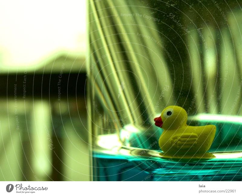 duck Fenster gelb Ente Wasser Glas blau