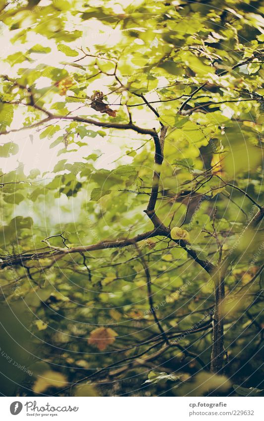 Photovoltaik Natur Pflanze Sonnenlicht Sommer Herbst Schönes Wetter Baum Blatt Wachstum nachhaltig natürlich Ast Außenaufnahme Tag Schwache Tiefenschärfe
