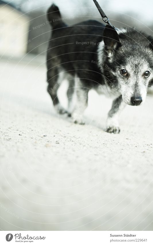 Bock Tier Haustier Bewegung laufen alt grauhaarig Hundeleine Widerstandskraft Lustlosigkeit klein Tierporträt Nahaufnahme Ganzkörperaufnahme Blick