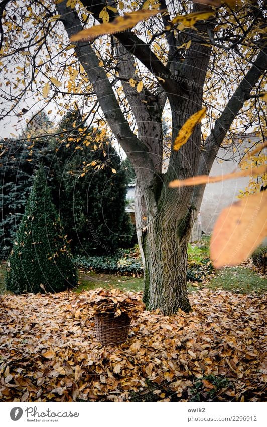Laublos Umwelt Natur Landschaft Pflanze Herbst Baum Sträucher Blatt Echter Walnussbaum Vergänglichkeit verlieren Herbstlaub Farbfoto Gedeckte Farben