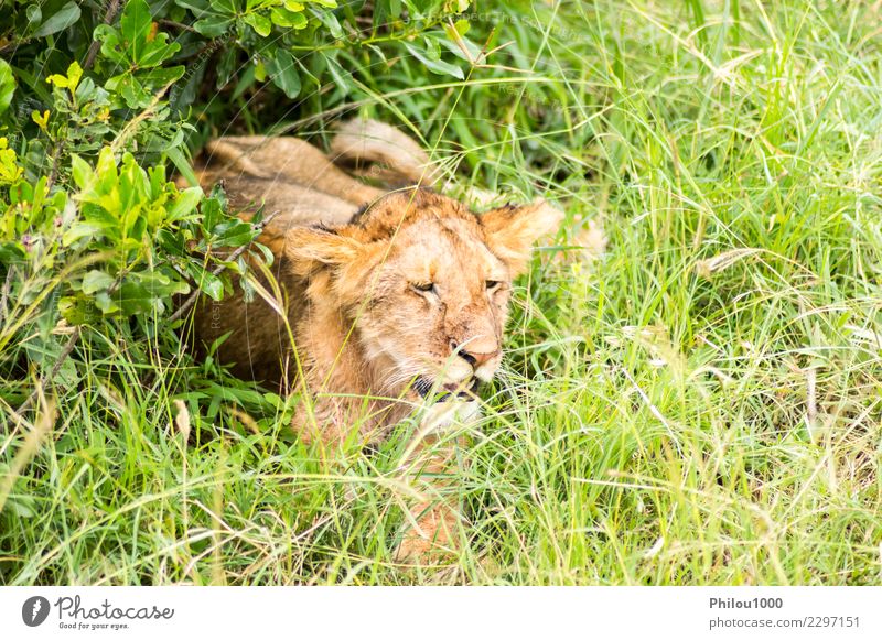 Junger Löwe im Schrubben versteckt Safari Baby Mann Erwachsene Mutter Menschengruppe Natur Tier Urwald Pelzmantel Katze klein natürlich wild gefährlich Afrika