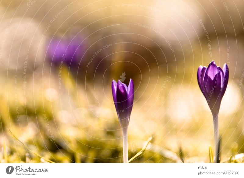 von der Sonne geknutscht Umwelt Natur Frühling Schönes Wetter Pflanze Blume Krokusse Blühend Duft Wachstum hell schön gelb grün violett Glück Frühlingsgefühle