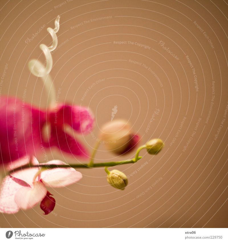 gewunden Pflanze Blume Orchidee Blüte Topfpflanze exotisch elegant braun rosa Farbfoto Textfreiraum rechts Textfreiraum oben Hintergrund neutral Menschenleer