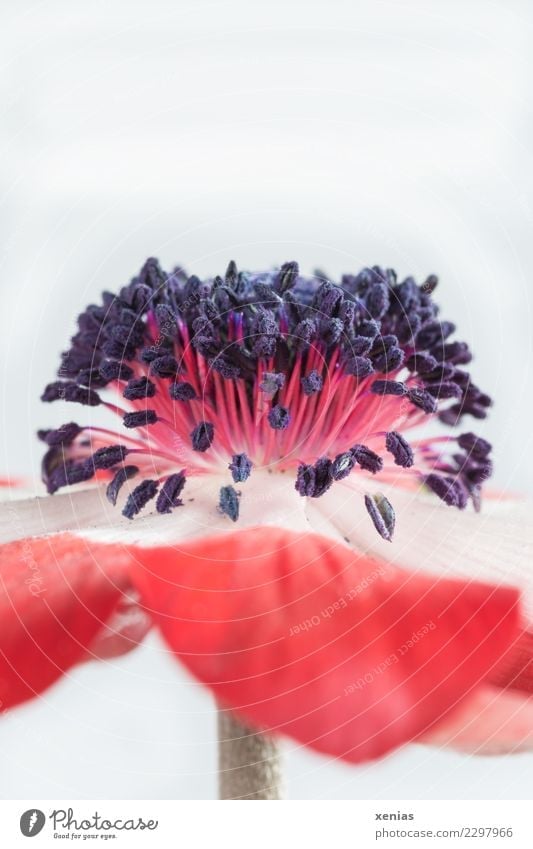rot weiße Anemone Frühling Blume Blüte Anemonen Stauden Hahnenfußgewächse Blütenblatt Stengel Staubfäden schön weich rosa schwarz zart Farbfoto Studioaufnahme