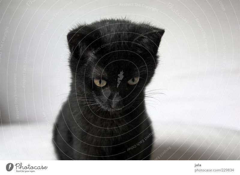 mein kleiner schwarzer kater Tier Haustier Katze Tiergesicht Fell 1 Tierjunges weiß Farbfoto Innenaufnahme Menschenleer Textfreiraum links Textfreiraum rechts
