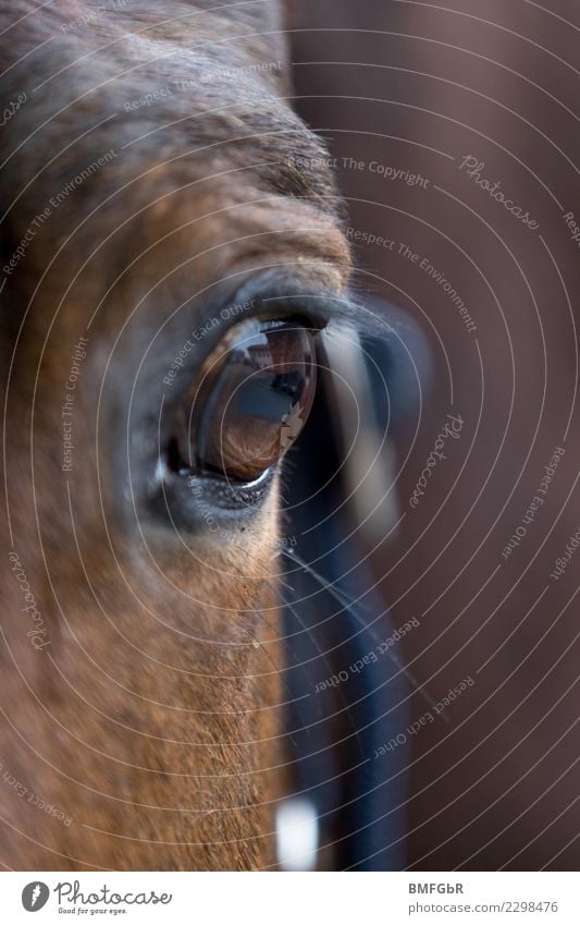 Spiegel der Pferdeseele Sport Reitsport Reiten Tier Haustier Nutztier Pferdeauge Auge Wimpern 1 beobachten Blick authentisch glänzend braun Zufriedenheit
