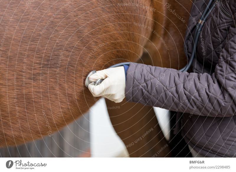 Veterinärin bei der Arbeit Reiten Sport Reitsport Tierarzt Tierzucht Mensch Frau Erwachsene Arme 1 30-45 Jahre Jacke Haustier Nutztier Pferd Stethoskop berühren