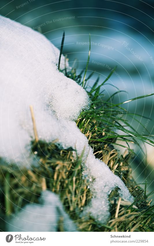 Winter vs. Frühling Umwelt Natur Pflanze Eis Frost Schnee Gras Grünpflanze kalt natürlich grün weiß ruhig Jahreszeiten Wachstum tauen schmelzen Wechseln