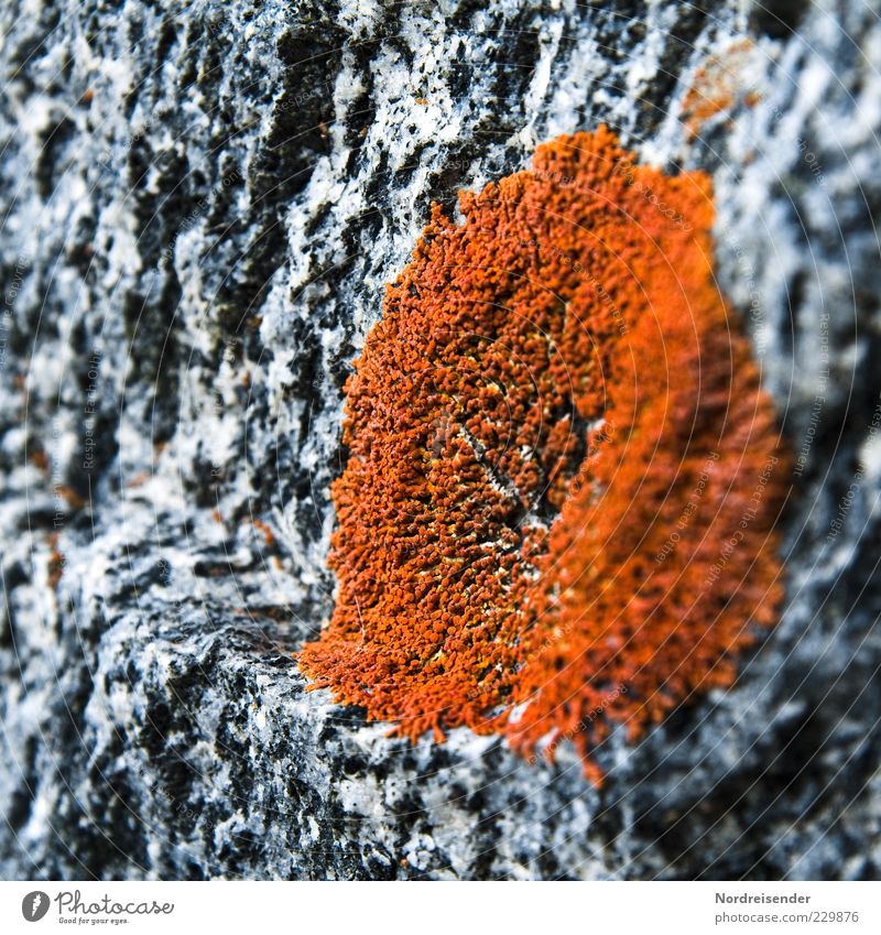 Belebter Granit Natur Pflanze Klima Moos Stein beobachten entdecken Wachstum ästhetisch Leben Farbe rein Flechten orange-rot Unschärfe Hintergrundbild