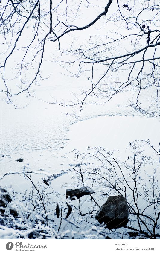 eisige Zeiten Natur Wasser Winter Eis Frost Schnee Zweige u. Äste Seeufer Coolness kalt natürlich stagnierend Eiszeit filigran Farbfoto Außenaufnahme