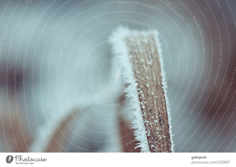 letztes Winterbild diese Saison Natur Pflanze Eis Frost Schnee Gras Blatt kalt trist wild blau Eiskristall Halm gefroren Strukturen & Formen bläulich