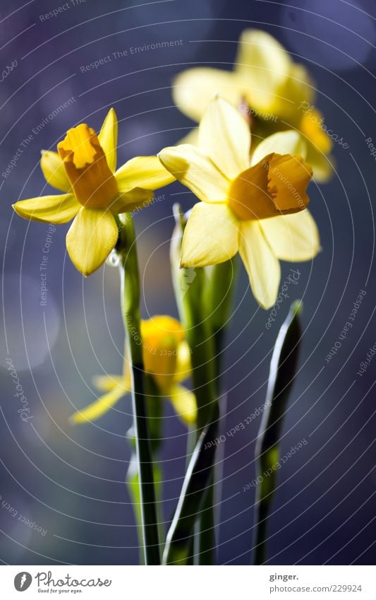 Läuten für Ostern Pflanze Frühling Blume Blüte Narzissen gelb grün Blühend entfalten durchleuchtet Gelbe Narzisse Fleck Blumenstrauß Blütenblatt Stengel