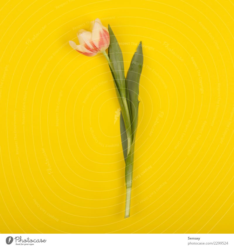 Schöne Tulpe auf gelbem Papier, Draufsicht schön Sommer Dekoration & Verzierung Natur Pflanze Blume Blatt Blüte Wachstum frisch natürlich retro rosa rot