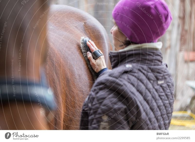 Reiterin putzt Ihr Pferd Lifestyle Reichtum Freude Glück harmonisch Zufriedenheit Freizeit & Hobby Reiten Sport Reitsport Mensch feminin Frau Erwachsene Leben 1