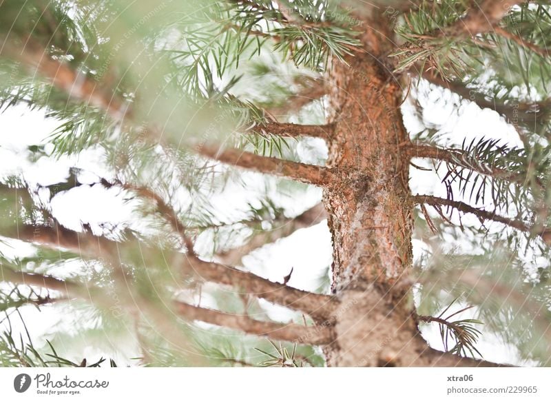 weihnachtsbaum nach weihnachten Umwelt Natur Pflanze Baum Grünpflanze grün Farbfoto Baumstamm Baumrinde Nadelbaum Tannenzweig Menschenleer Unschärfe