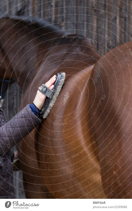 Striegeln einer braunen Stute Lifestyle Freude Sport Reitsport Reiten Mensch feminin Frau Erwachsene Arme 1 30-45 Jahre Tier Haustier Nutztier Pferd Kamm Bürste