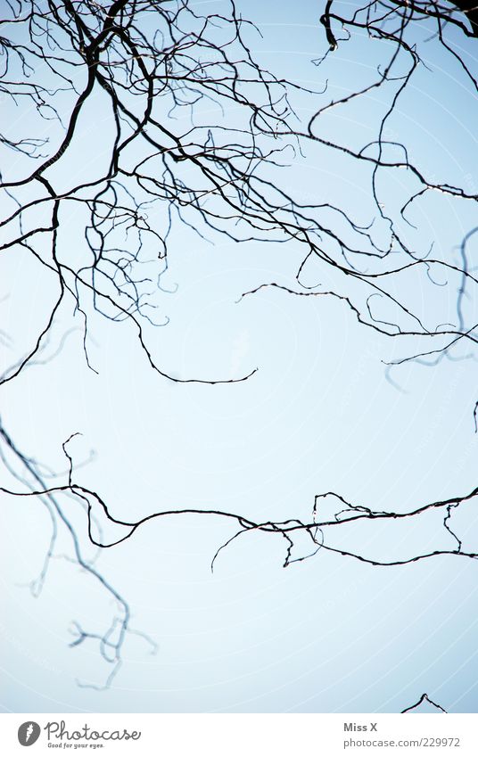 Wirr Natur Himmel Winter hängen Wachstum Ast Weide Ranke zart Farbfoto Gedeckte Farben Außenaufnahme Textfreiraum unten Hintergrund neutral Schönes Wetter