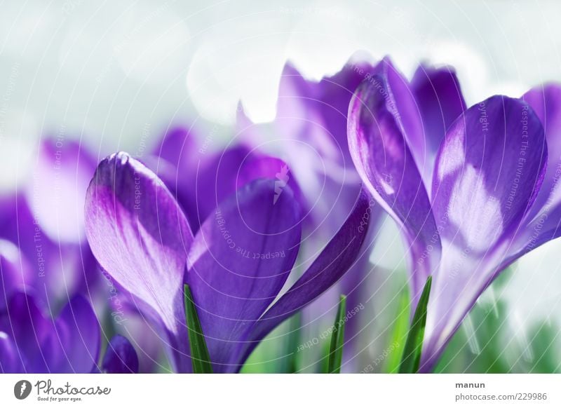 violett Natur Frühling Blume Blüte Krokusse Frühlingsblume fantastisch hell schön natürlich Frühlingsgefühle Duft Farbfoto Außenaufnahme Nahaufnahme