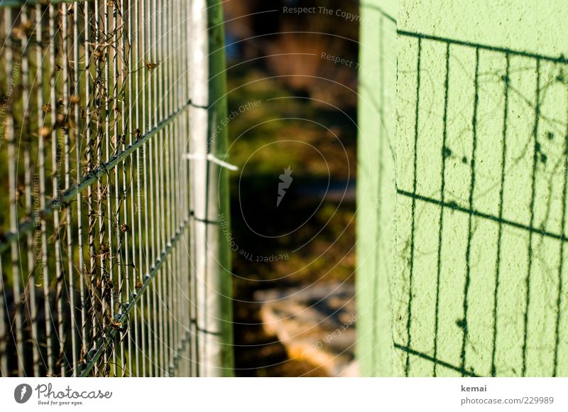 Zaun und sein Schatten Umwelt Natur Pflanze Sonne Sonnenlicht Schönes Wetter Ranke Mauer Wand dehydrieren Wachstum hell grün Barriere Metallzaun Farbfoto