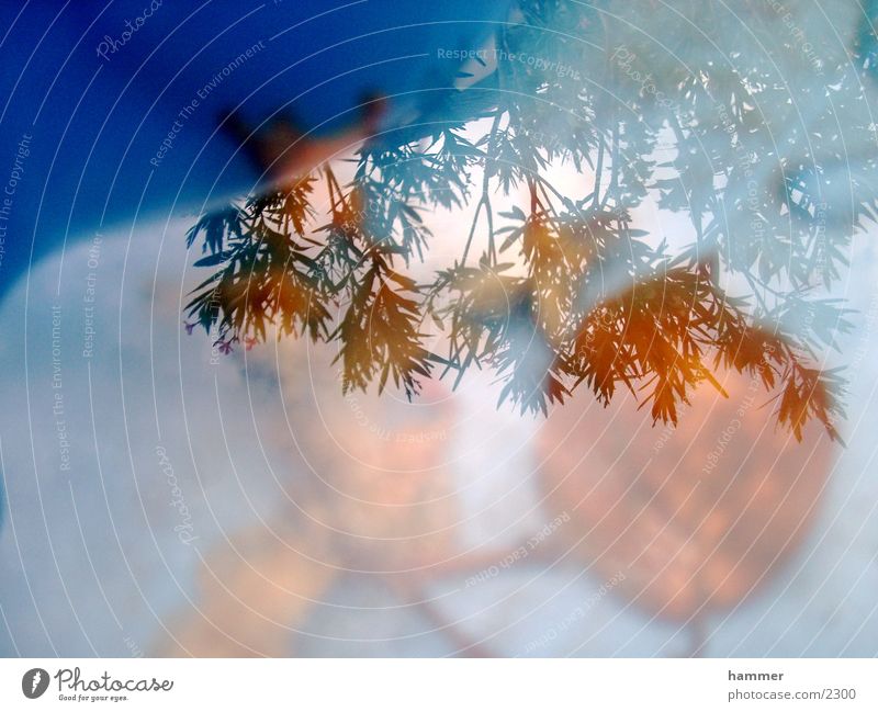 blatt im wasser Blatt Reflexion & Spiegelung Herbst blau Wasser