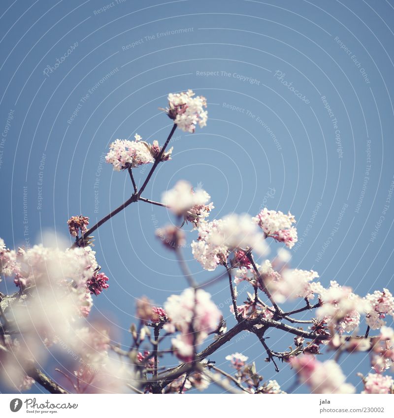 früüüüühling :-) Wolkenloser Himmel Frühling Pflanze Blüte Frühlingsgefühle Vorfreude rosa hell-blau Farbfoto Außenaufnahme Menschenleer Textfreiraum oben