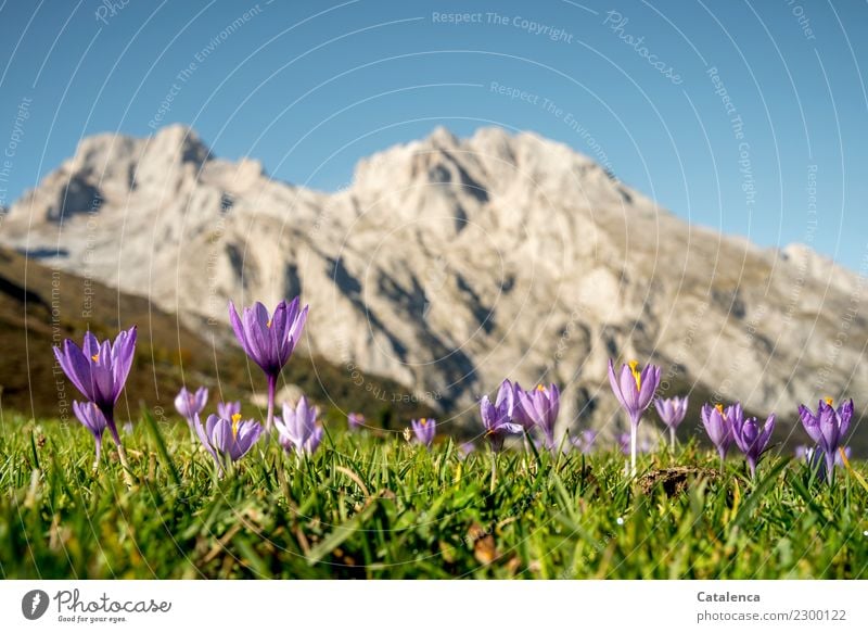 Krokus blüht im Vordergrund, dahinter eine Bergkette Sommerurlaub Berge u. Gebirge wandern Pflanze Wolkenloser Himmel Schönes Wetter Blume Gras Blüte Krokusse