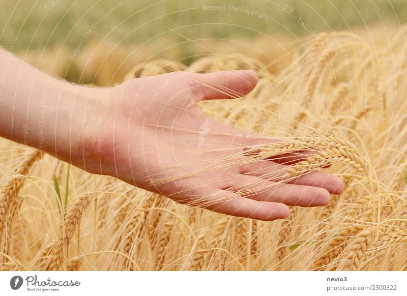 Hand hält Gerstenähren Getreide schön Nutzpflanze Getreidefeld Getreideernte Wiese frisch Gesundheit gelb gold Finger streichen Ähren Granne Landwirtschaft Feld