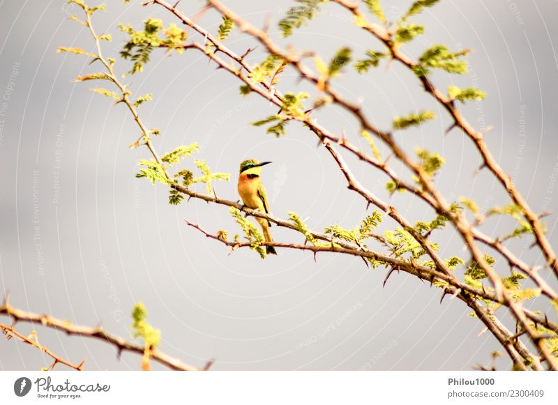 Kolibri, der auf einer schwarzen Akazienniederlassung sitzt Design Garten Mann Erwachsene Natur Tier Blume Blüte Vogel Tiergesicht 1 fliegen füttern hell klein