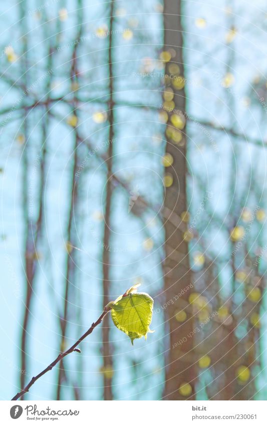 Frühlings - Aufmarsch Umwelt Pflanze Luft Himmel Wolkenloser Himmel Sonnenlicht Sommer Schönes Wetter Baum Blatt Grünpflanze Wald Linie glänzend saftig blau
