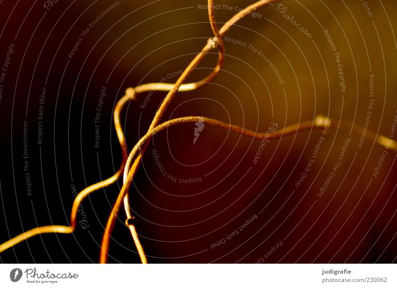 Verwicklungen Umwelt Natur Pflanze Wachstum ästhetisch dunkel natürlich durcheinander Zweig zart Licht Farbfoto Gedeckte Farben Menschenleer Zweige u. Äste