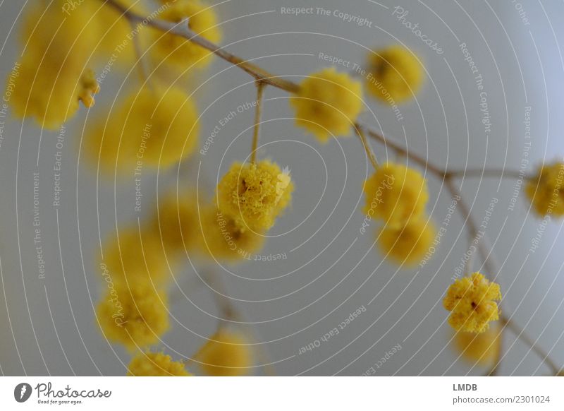 Gelbe Tupfen 1 Pflanze Sträucher gelb Quaste Punkt Punktmuster Kugel Blume Ostern Dekoration & Verzierung verzweigt Samen Blühend Frühling Fröhlichkeit