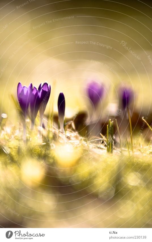 Sonnenenergie Umwelt Natur Frühling Schönes Wetter Pflanze Blume Blüte Krokusse Garten Blühend Duft hell schön gelb grün violett Farbfoto mehrfarbig Nahaufnahme