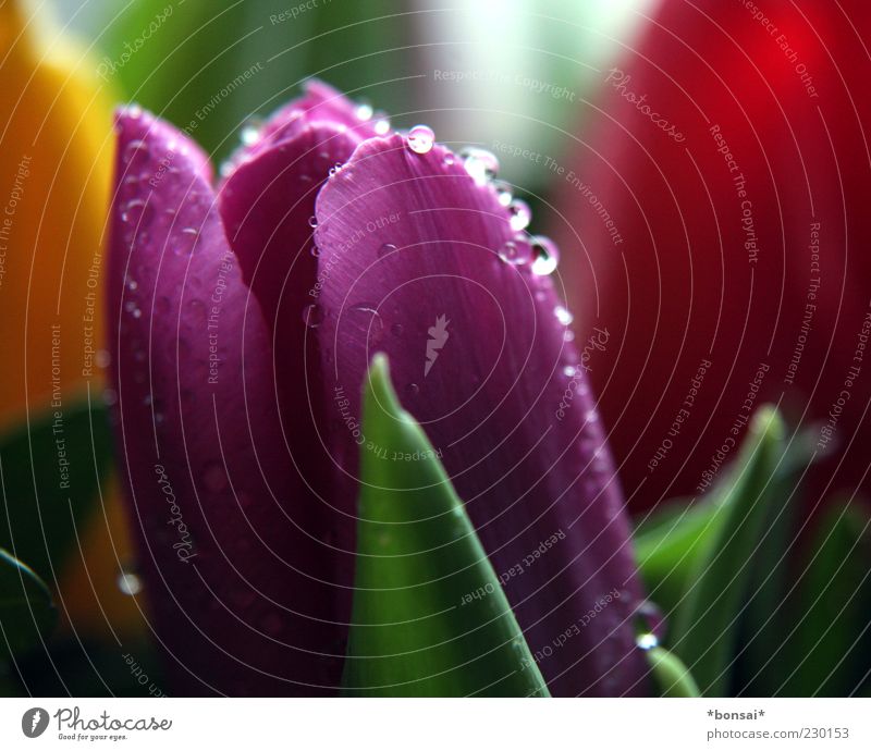 importierter frühling Dekoration & Verzierung Pflanze Frühling Blume Tulpe Blumenstrauß Tropfen Blühend Duft glänzend frisch nass natürlich mehrfarbig violett