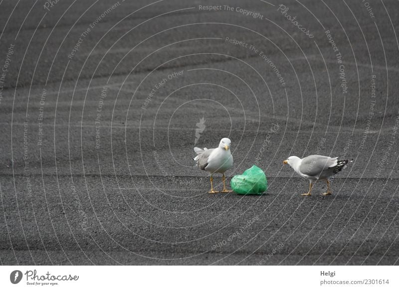 meins oder deins? Parkplatz Tier Wildtier Vogel Möwe 2 Müll Beutel Kunststoff beobachten Blick Konflikt & Streit authentisch einzigartig gelb grau grün weiß