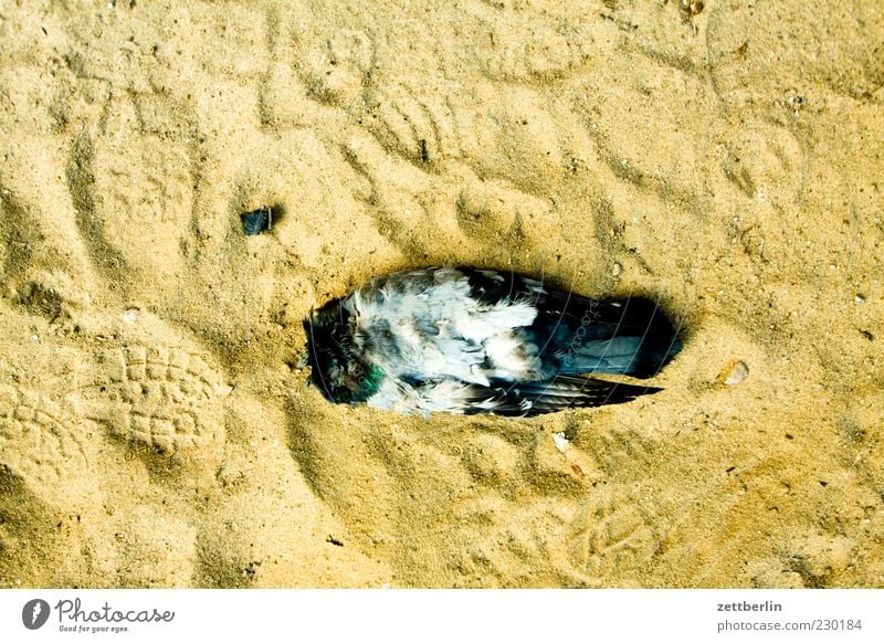 Taube (kopflos) Tier Totes Tier 1 Sand liegen Feder Flügel Tod kadaver Farbfoto Außenaufnahme Detailaufnahme Makroaufnahme Menschenleer Tag Vogelperspektive