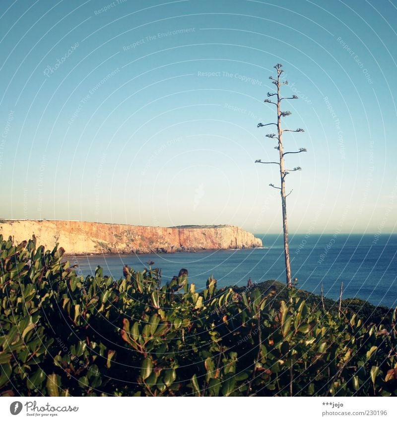 a(l)ga(r)ve. Landschaft Wasser Himmel Frühling Schönes Wetter Pflanze Agave Kaktus Felsen Küste Meer Atlantik Ferien & Urlaub & Reisen Sagres Algarve Felswand