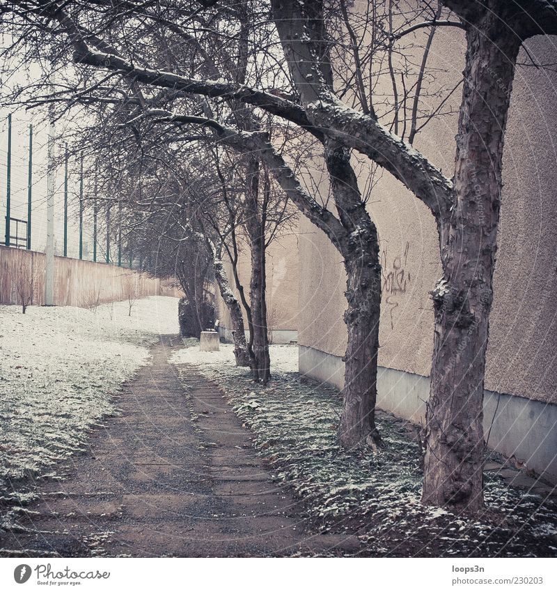 After Parties III Umwelt Winter schlechtes Wetter Nebel Eis Frost Schnee Baum Menschenleer Haus Mauer Wand authentisch kalt retro trist Langeweile Traurigkeit