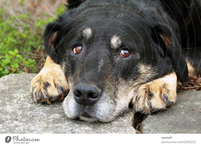 Schlechtes Gewissen Hund ein lizenzfreies Stock Foto von Photocase
